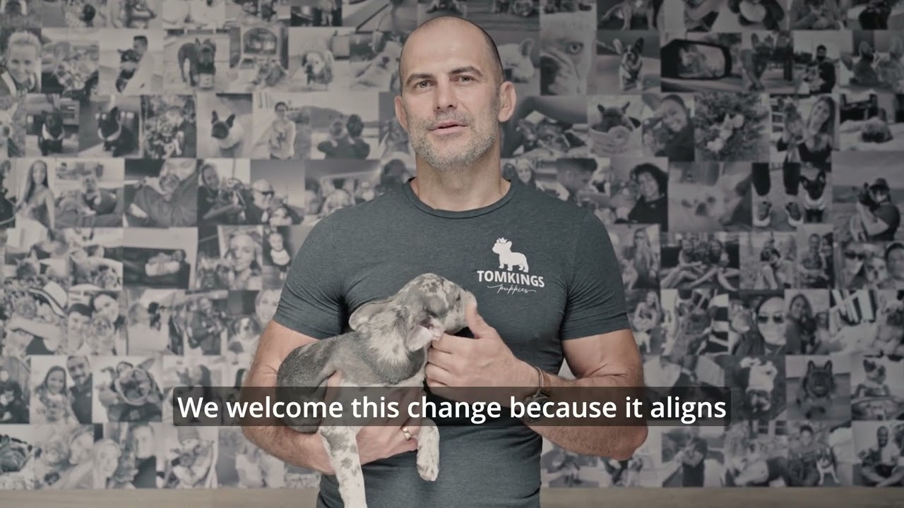 Geri, the CEO of TomKings Puppies about the Travel Regulation