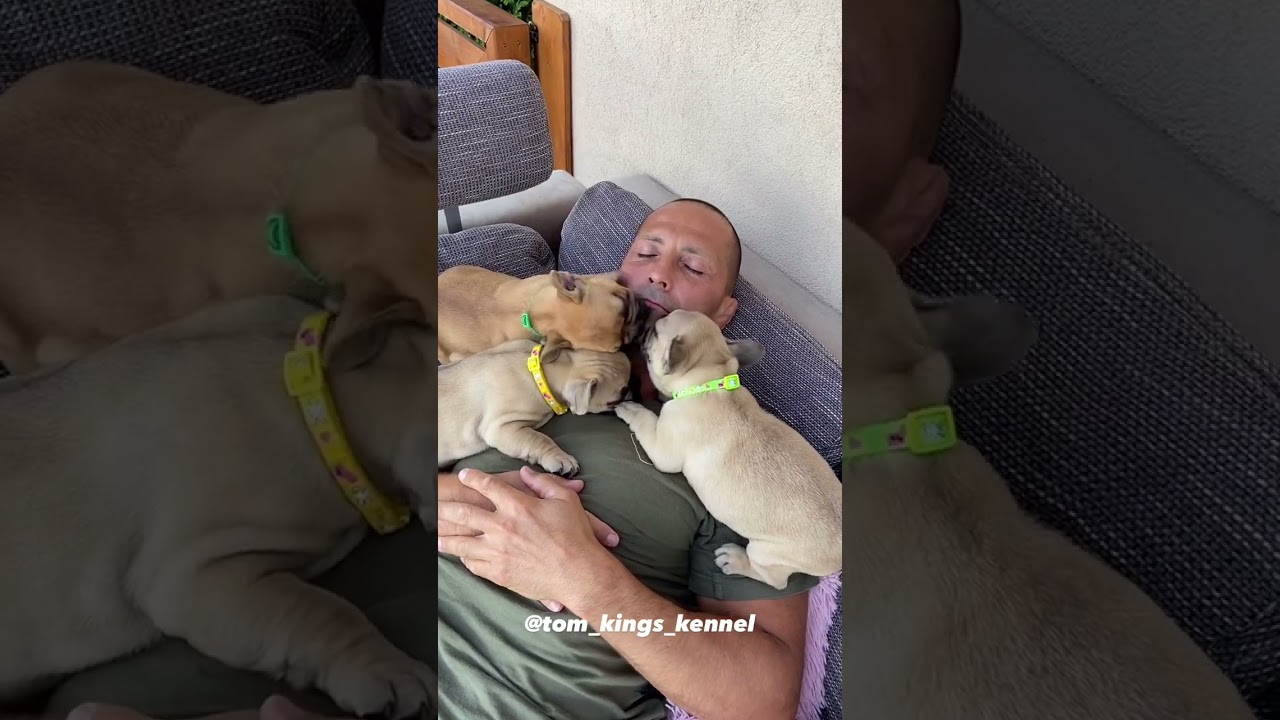 Puppy kisses for Tom🥰