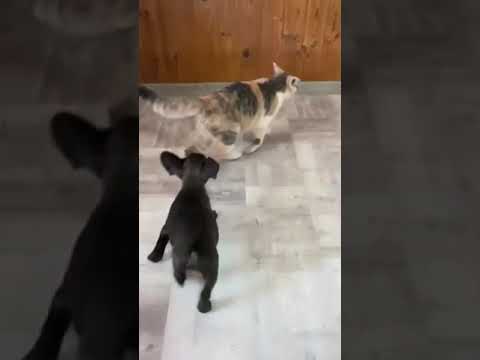 TomKings Kennel - Frenchies and cats