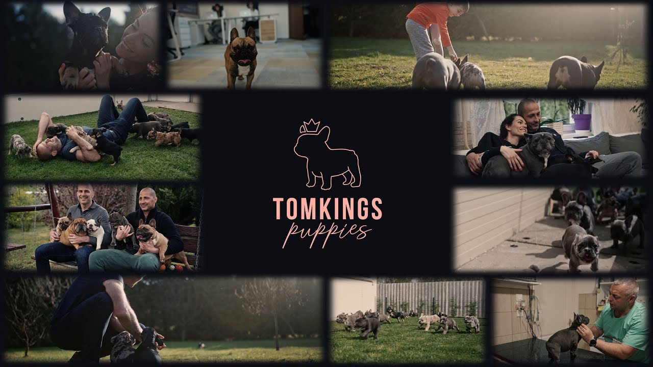 The Story of TomKings Puppies
