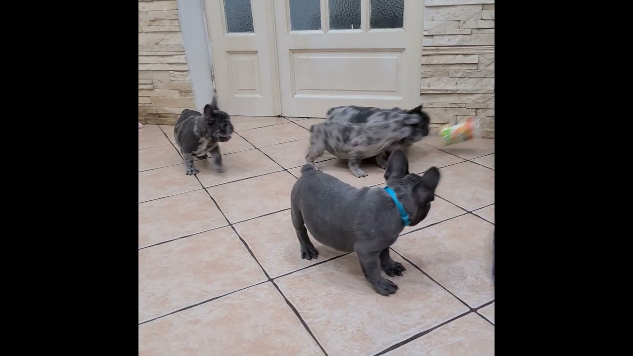 TomKings Kennel - That plastic bottle