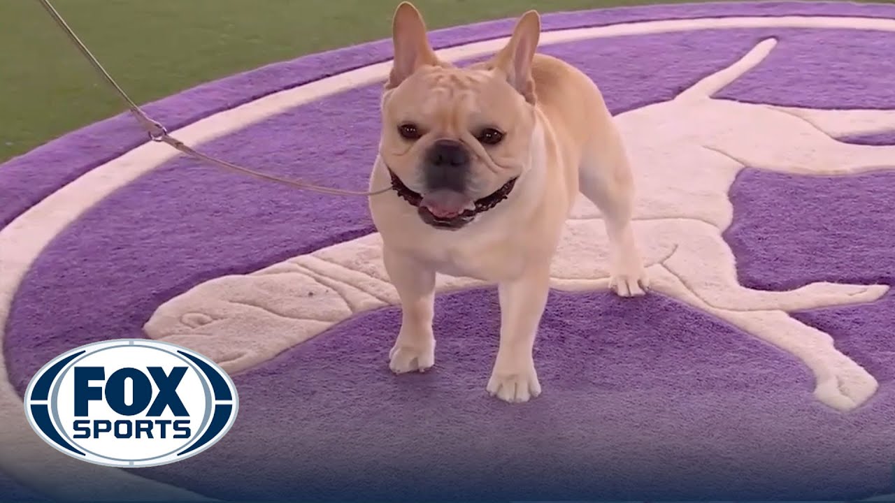 Winston the French Bulldog wins the Non-Sporting Group | Westminster Kennel Club | FOX Sports