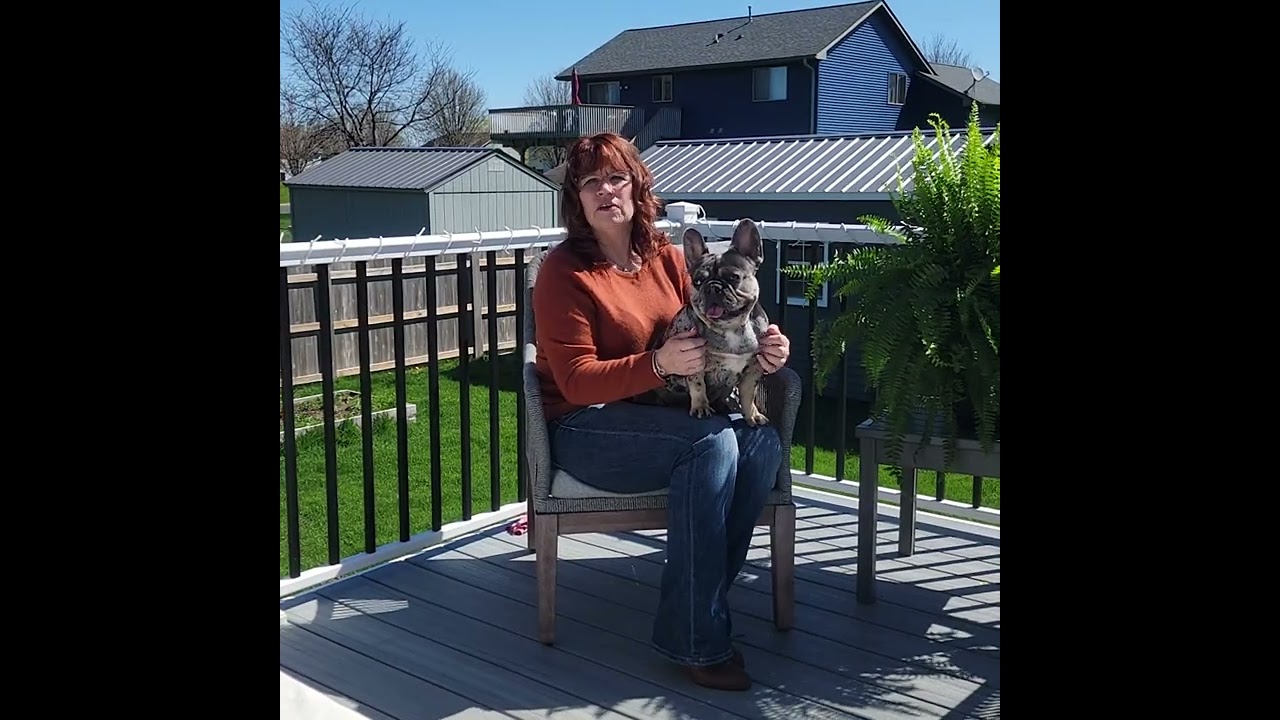 Do Merle Frenchies Have Health Issues? Tomkings Parent Sandi Shares Her Experiences
