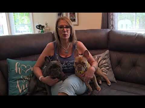 TomKings Kennel - Debbie Nicola on Blue Frenchies