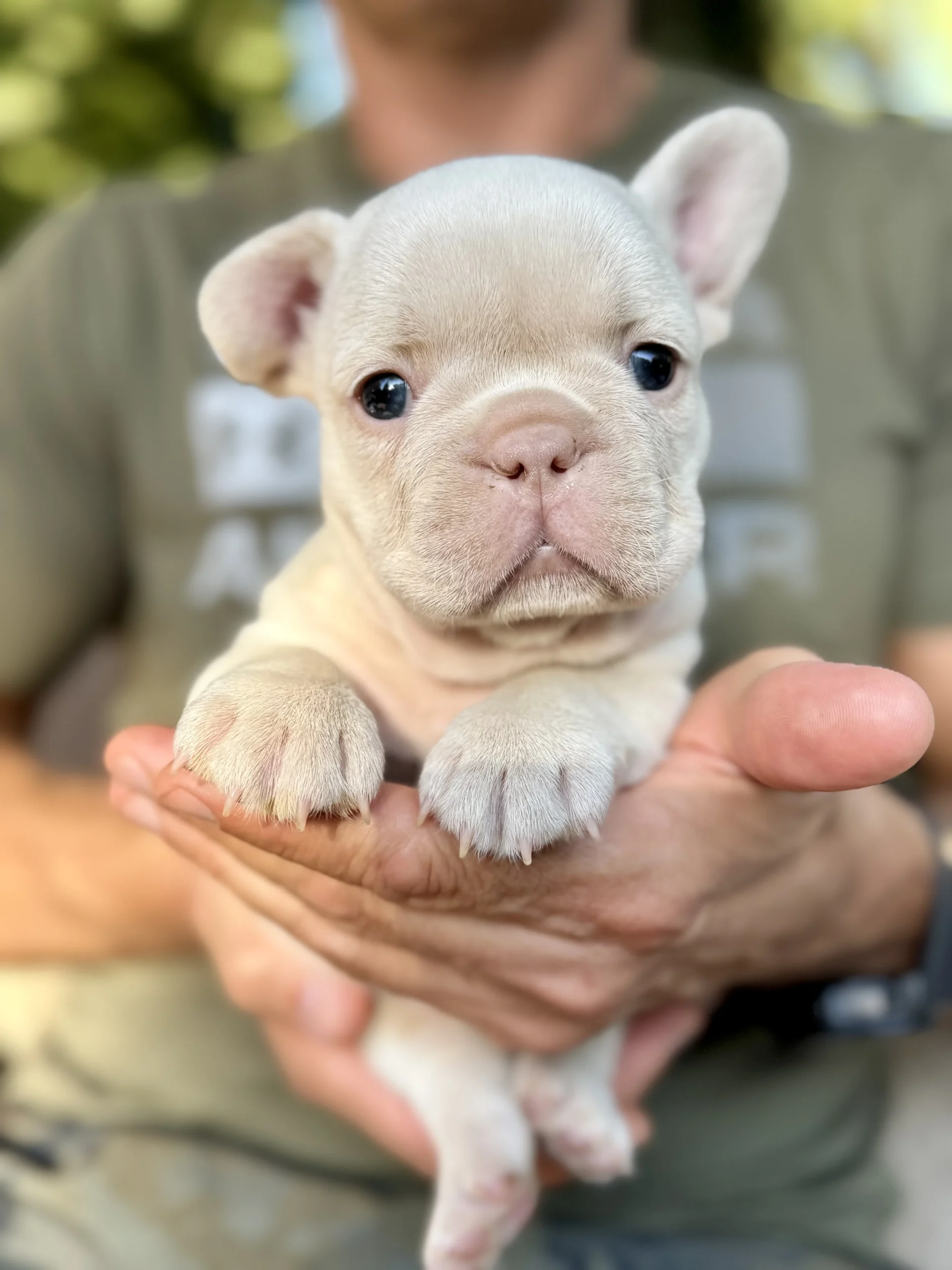 Wellington, available White Frenchie at TomKings Puppies