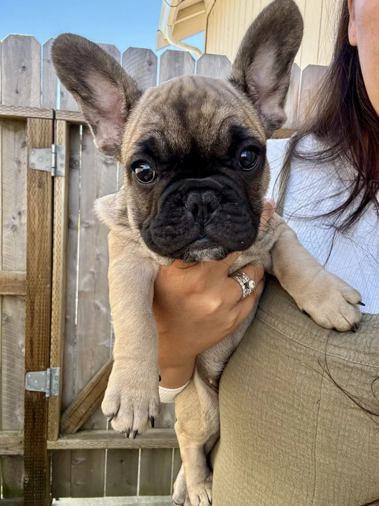 A red fawn French Bulldog puppy being held outdoors.