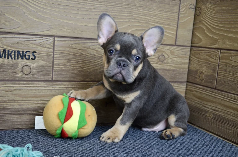 A blue and tan French Bulldog puppy sitting beside a plush hamburger toy.