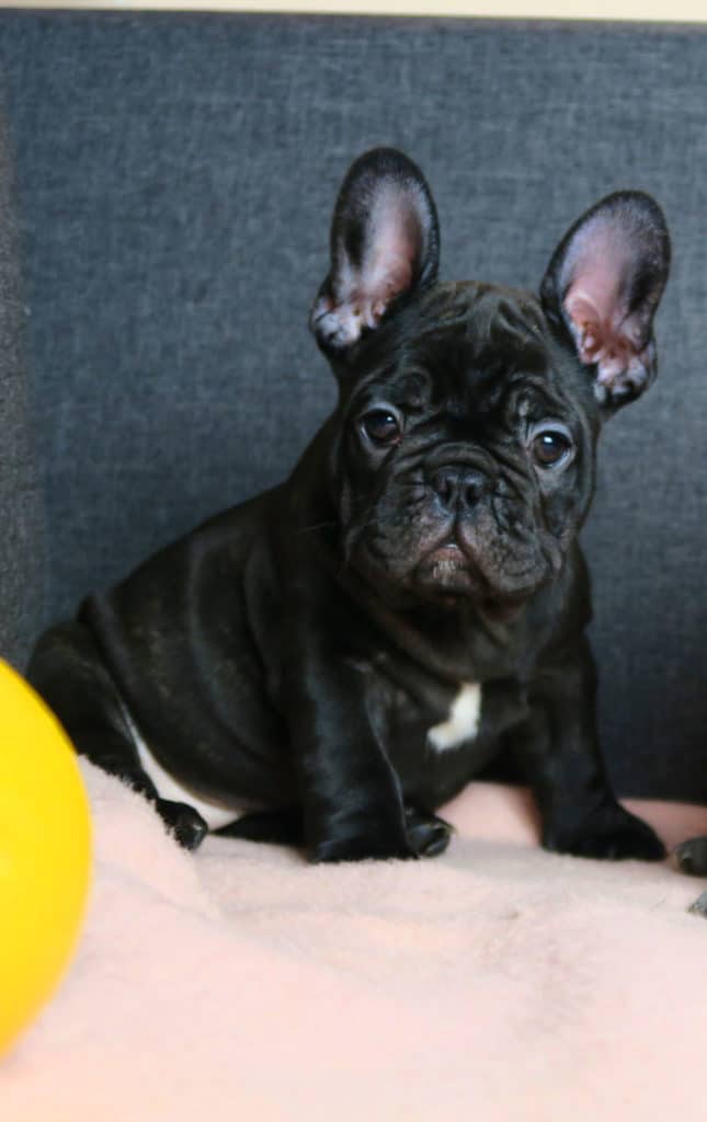 Follow these basic rules when training your Frenchie - TomKings Blog