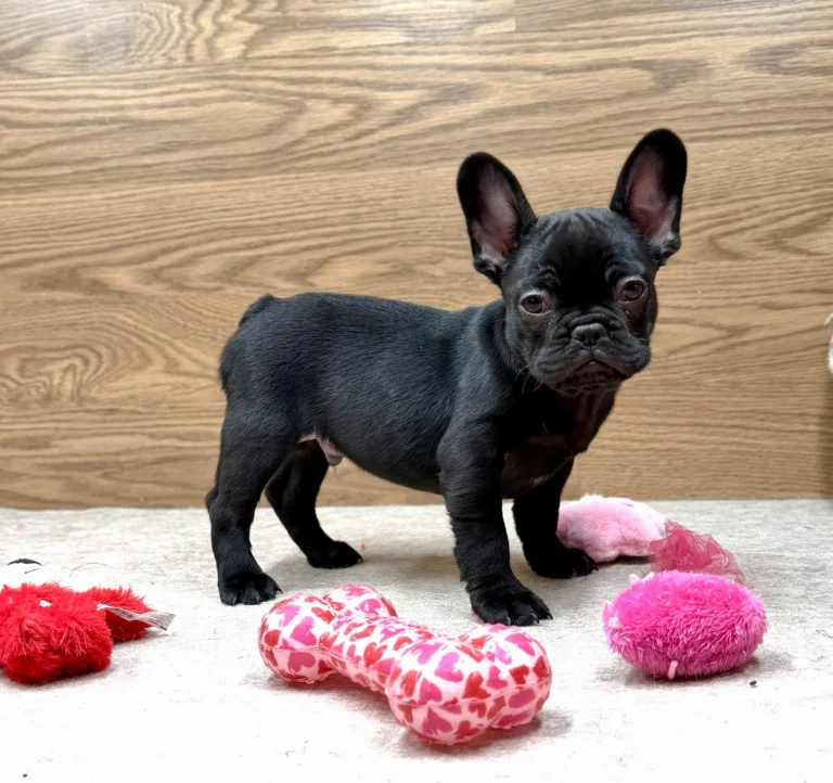 A black French Bulldog puppy standing indoors among pink and red plush toys.