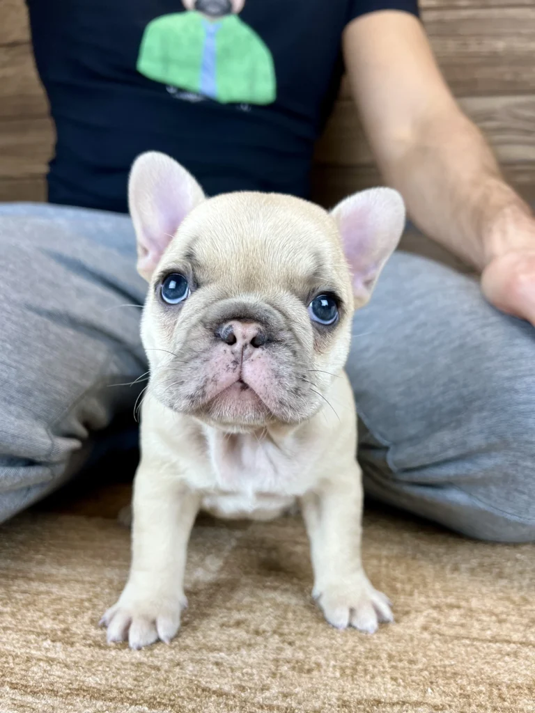 Lilac fawn French Bulldog puppy standing on a carpet indoors.