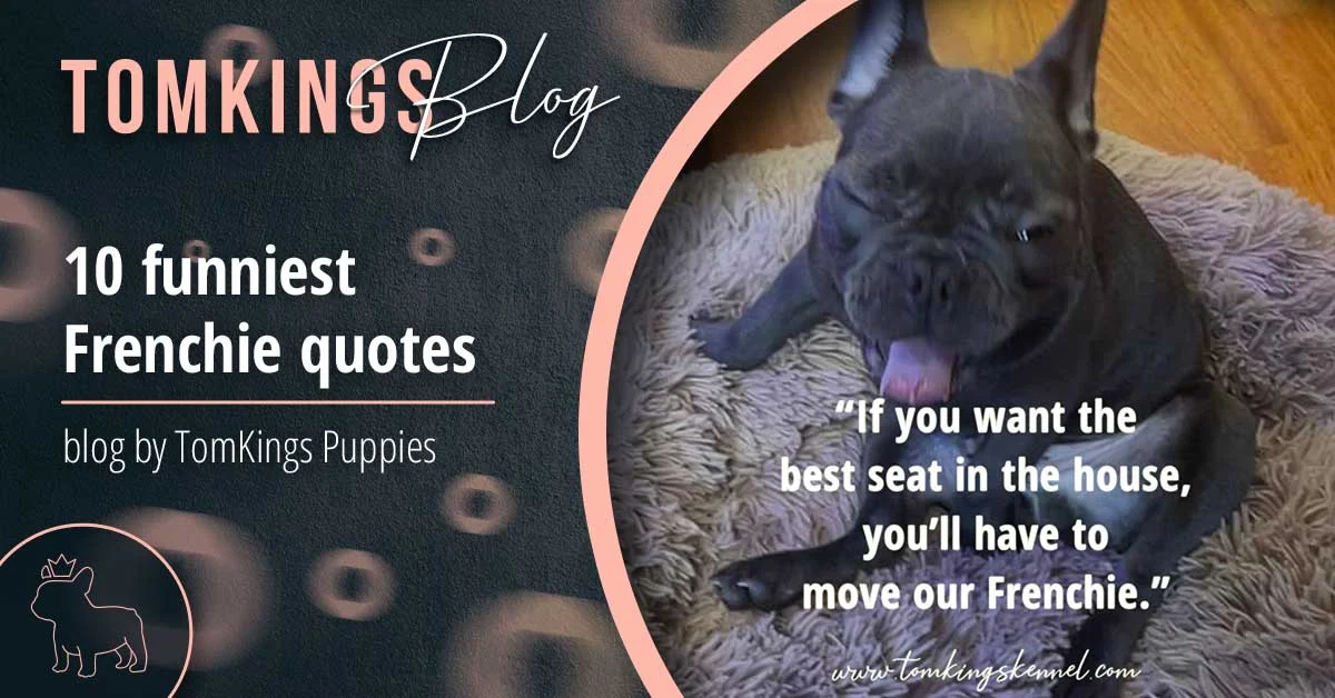 TomKings Blog banner for 10 funniest Frenchie quotes