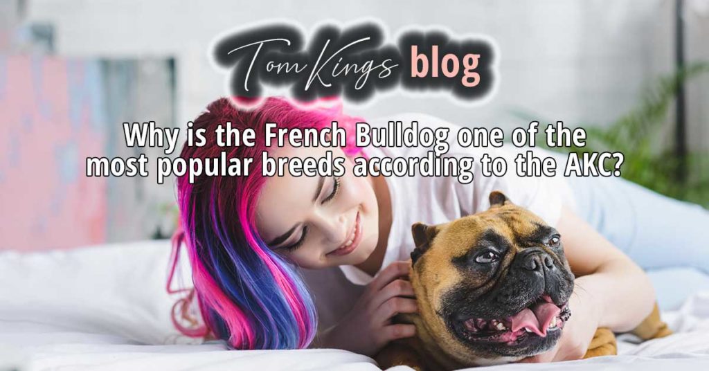 History of Frenchies - TomKings Puppies