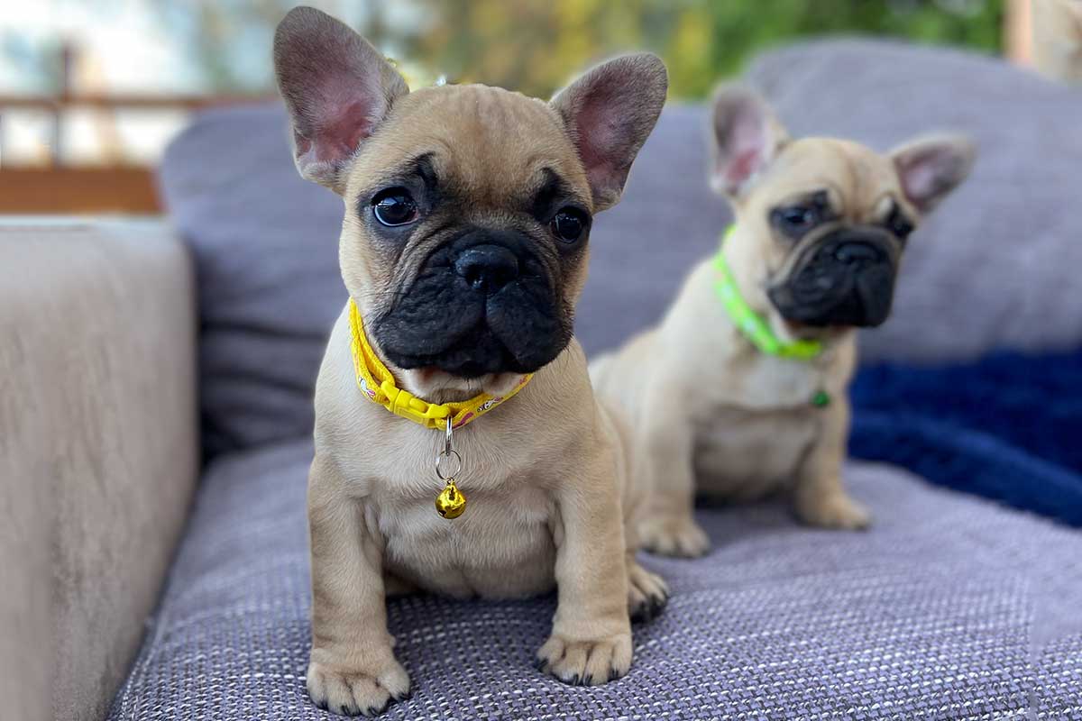 What’s better than a Frenchie? Two Frenchies! - TomKings Blog