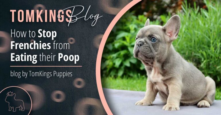 How to Stop Frenchies from Eating Their Poop - TomKings Blog