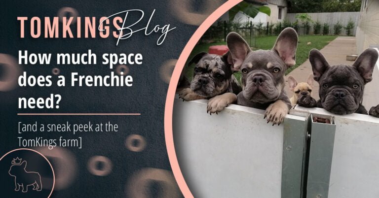 How much space does a Frenchie need? [and a sneak peek at the TomKings farm] - TomKings Blog