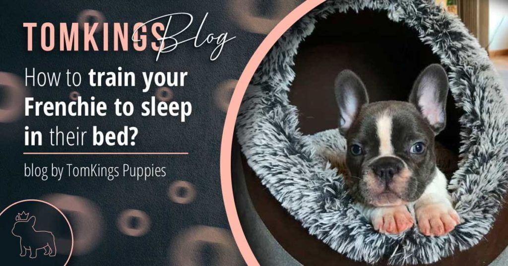 How to train your Frenchie to sleep in their bed - TomKings Blog