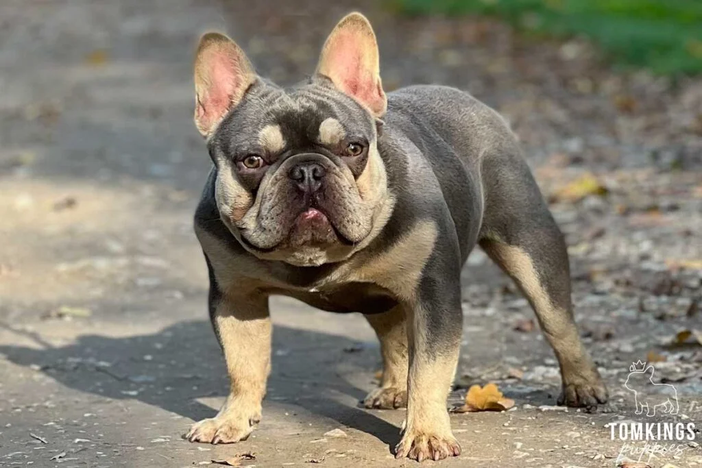 Zordon, French Bulldog stud. TomKings Stud service