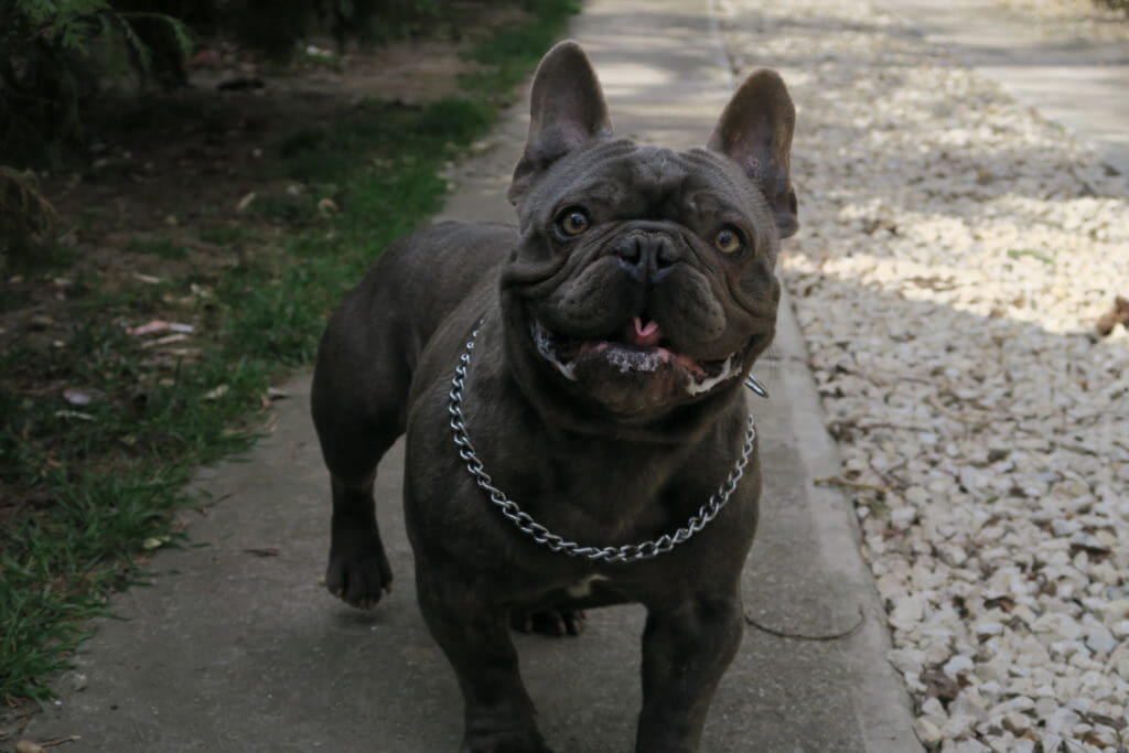 The first day with your Frenchie [with tips for a successful training] - TomKings Blog
