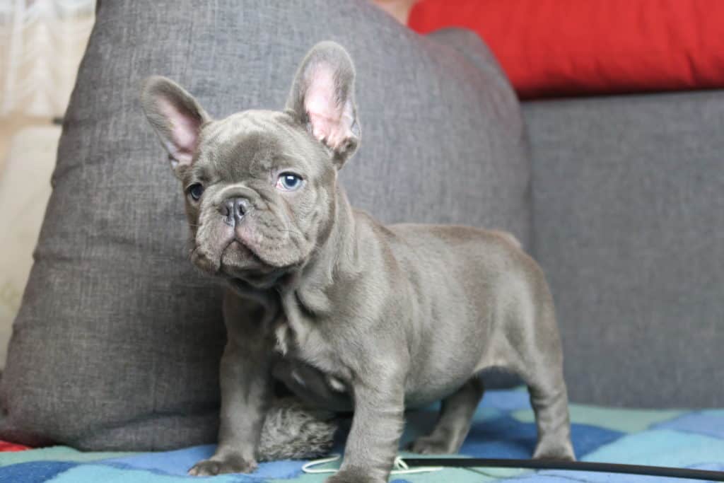 Five mistakes Frenchie parents make (and how to avoid them) - TomKings Blog
