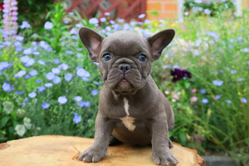 Lilac French Bulldog puppy sitting on a tree stump among flowers