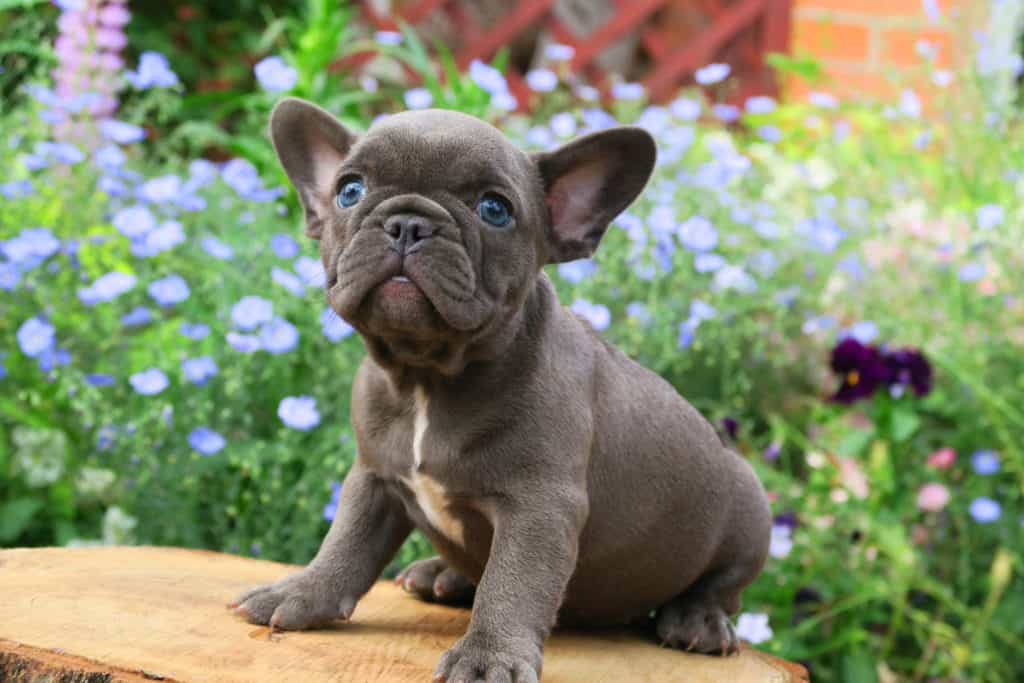 How to select the best training school for your Frenchie - TomKings Blog