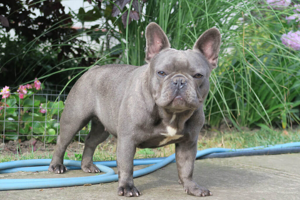 Five mistakes parents make when feeding their Frenchie (and how to avoid them) - TomKings Blog