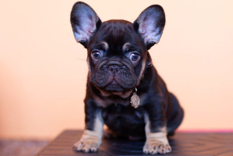 Choco and tan French bulldog - TomKings Puppies