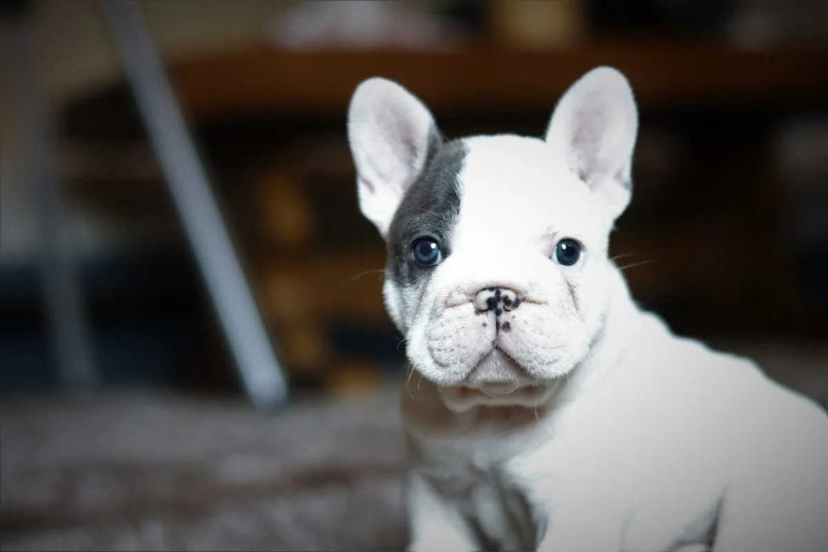 Blue pied French bulldog - TomKings Puppies