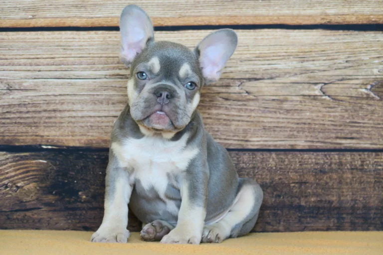 Lilac and tan French bulldog - TomKings Puppies