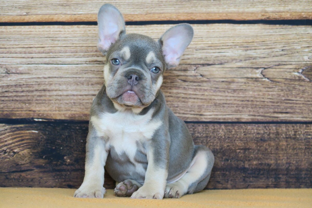 Lilac French Bulldogs - Everything You Need To Know | PupTraveller