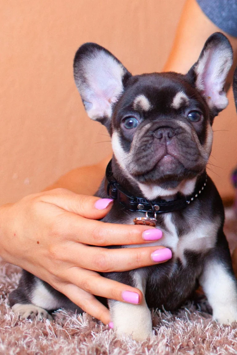 Choco and tan French bulldog - TomKings Puppies