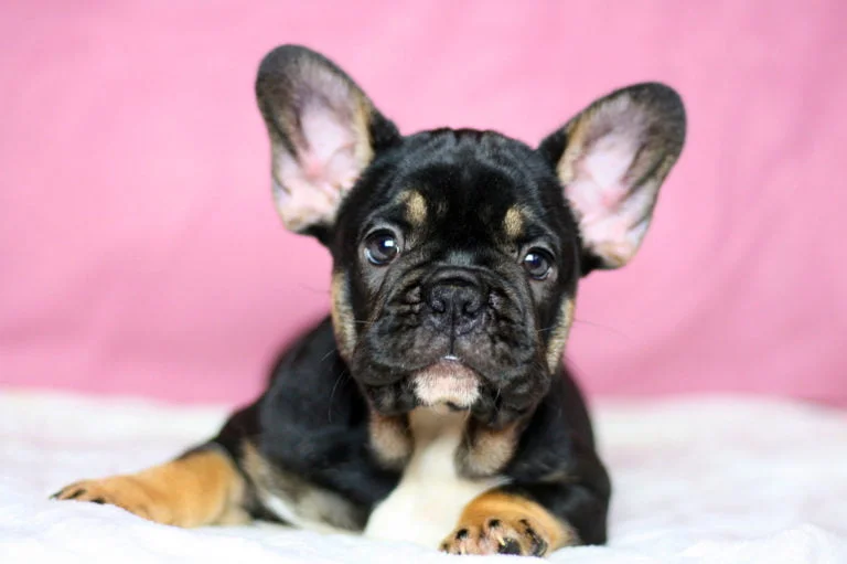 Black and tan French bulldog - TomKings Puppies