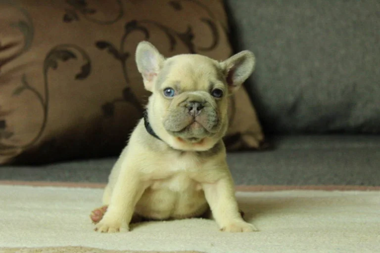 Lilac sable French bulldog - TomKings Puppies