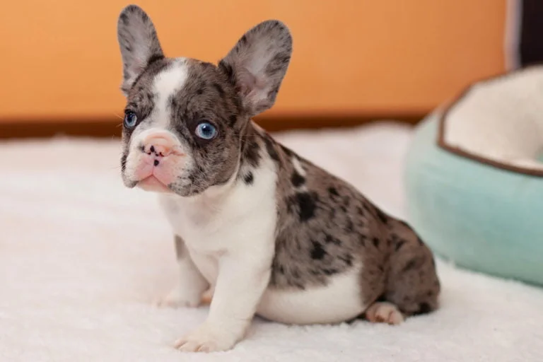 Merle French bulldog - TomKings Puppies