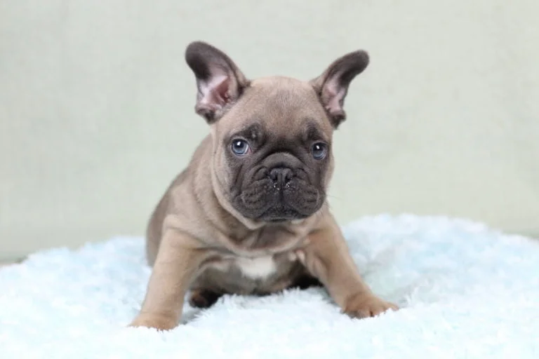 Blue fawn french bulldog - TomKings Puppies