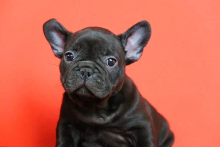 Black french bulldog - TomKings Puppies