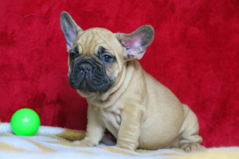 Beige french bulldog - TomKings Puppies