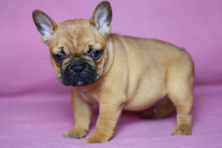 Red french bulldog - TomKings Puppies