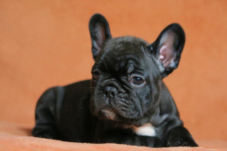 Black french bulldog - TomKings Puppies