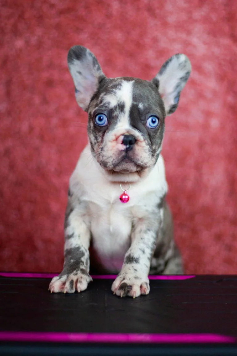 Merle French bulldog - TomKings Puppies