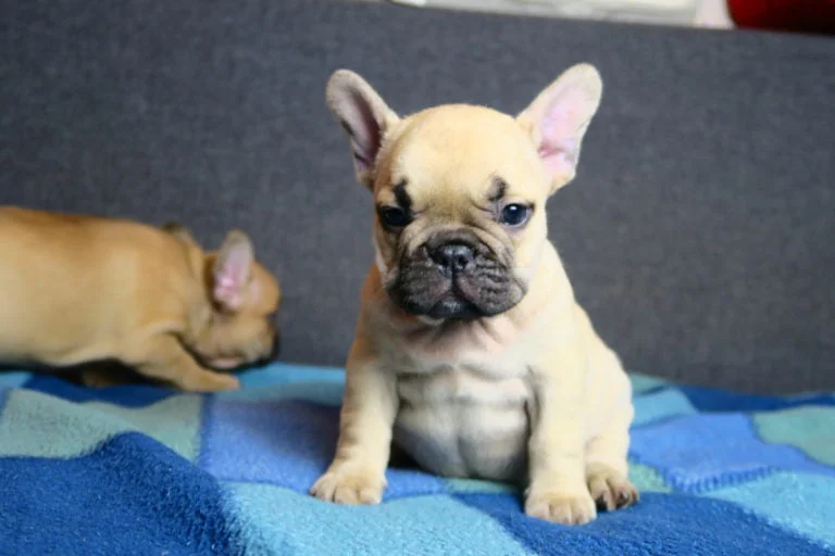 Beige french bulldog - TomKings Puppies