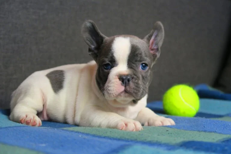 Blue pied French bulldog - TomKings Puppies