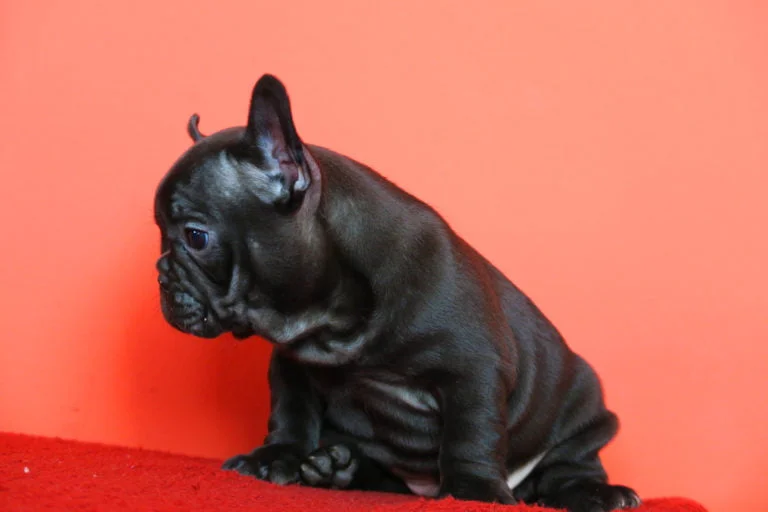 Black french bulldog - TomKings Puppies