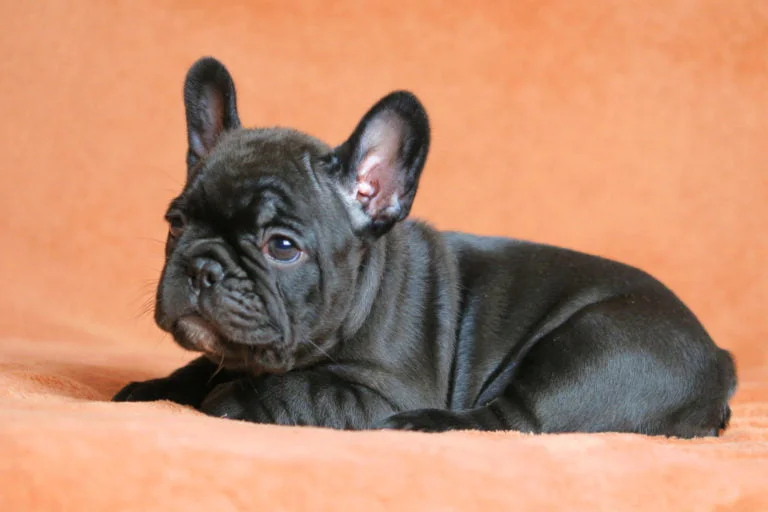 Black french bulldog - TomKings Puppies