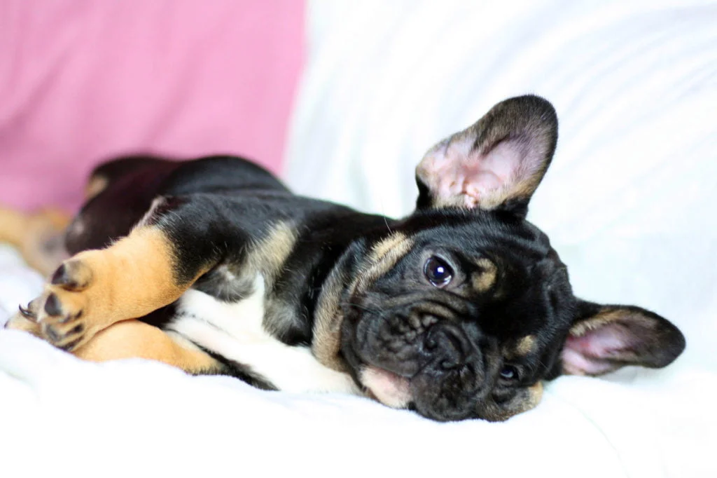 How Frenchies put up with extreme cold/hot weather [and how to help them cope] - TomKings Blog