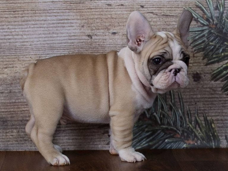 Red pied French bulldog - TomKings Puppies