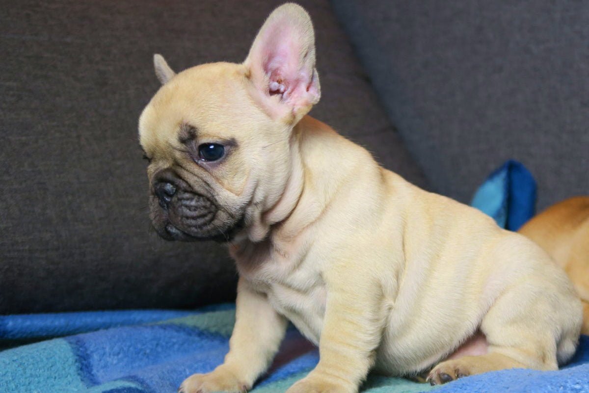 Beige Frenchie / French bulldog puppies - TomKings kennel