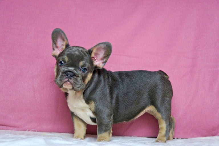 Blue and tan color Frenchie at TomKings Puppies