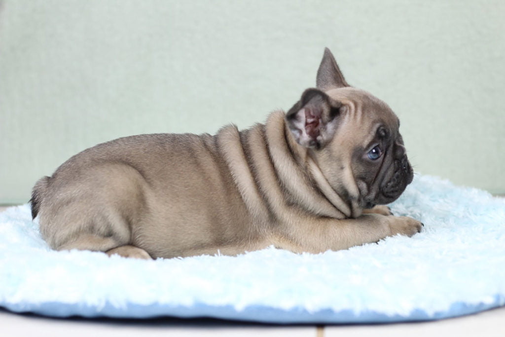 Blue fawn french bulldog - TomKings Puppies