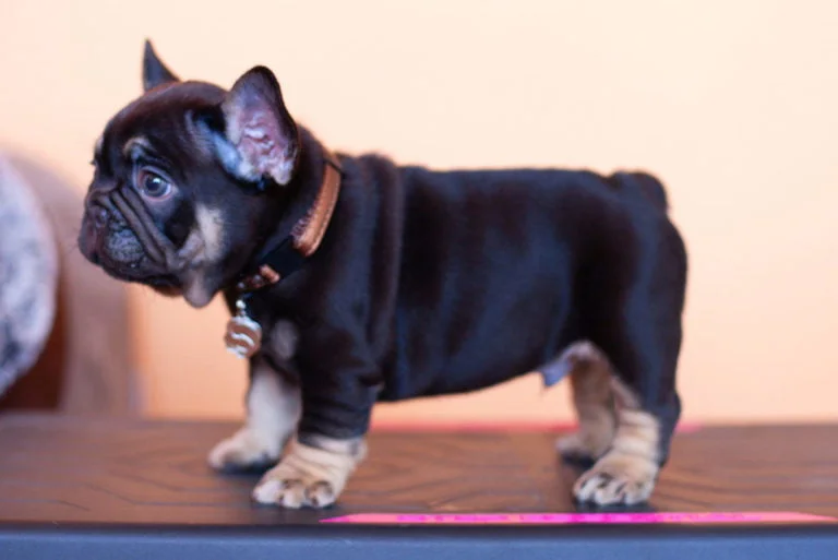 Choco and tan French bulldog - TomKings Puppies